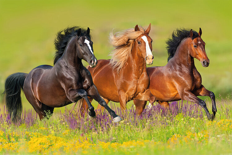 Horses - Run