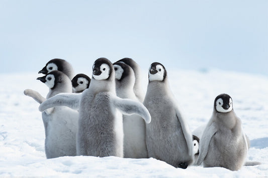 Penguins Family